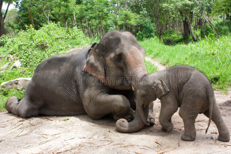 20,048 Thai Elephant Stock Photos - Free & Royalty-Free Stock Photos from  Dreamstime