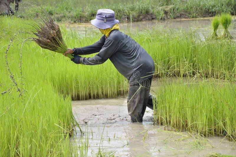 Thai farmer