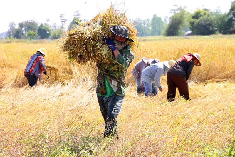 Thai farmer in the harvest time
