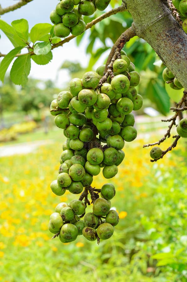 Thai fig tree stock photo. Image of exotic, healthy 118167762