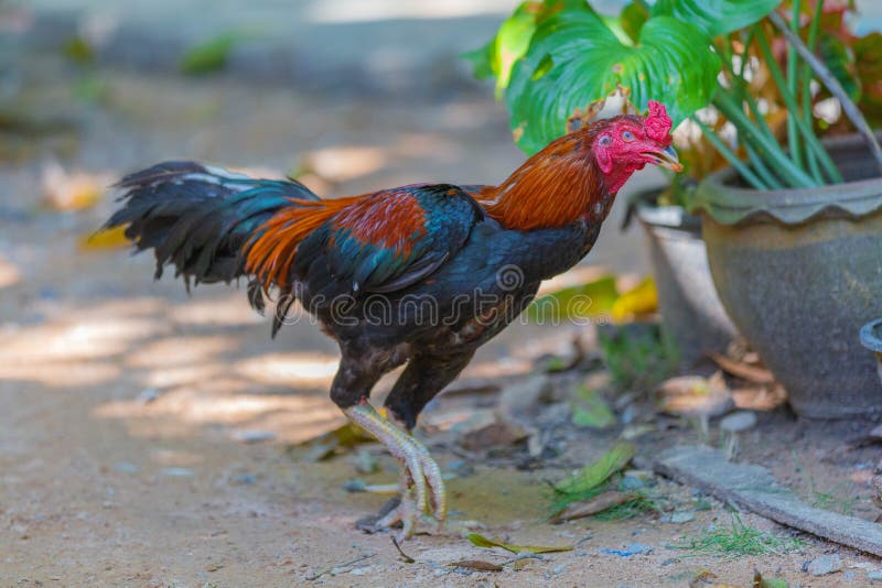 Fighting Cock