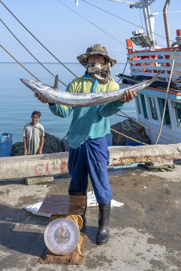 Barracuda Caught Stock Photos - Free & Royalty-Free Stock Photos from  Dreamstime