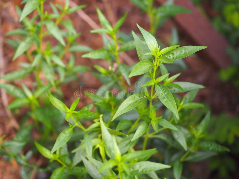 Thai Herbs King of Bitter Scientific Name Andrographis Paniculate Burm ...