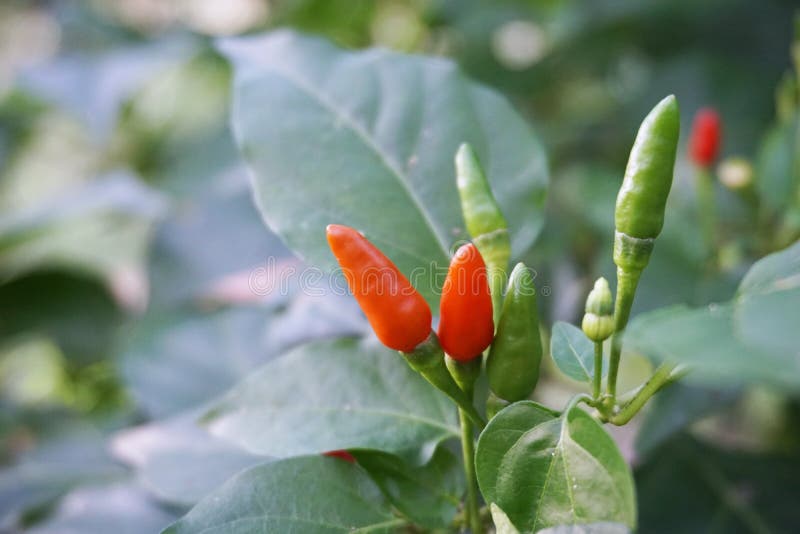Thai hot pepper 1 stock photo. Image of ripe, seasoning 47028960