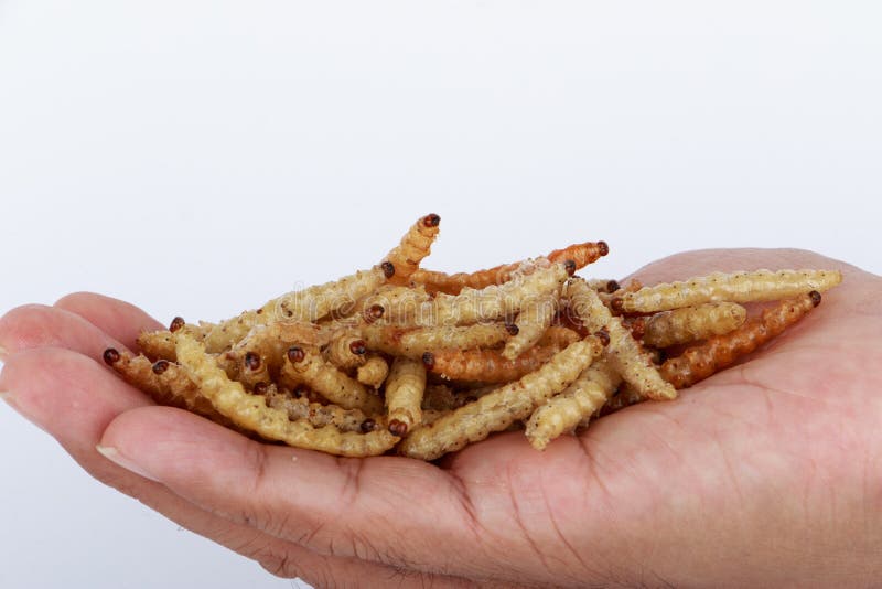 Thai Insects, Fried Insects Mealworms for Snack. Stock Image Image of
