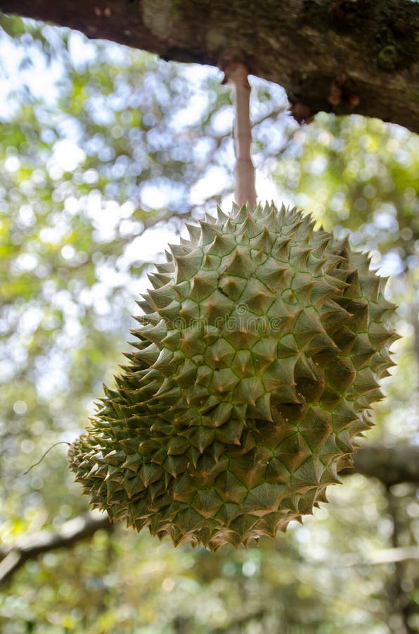 Thai King Fruit