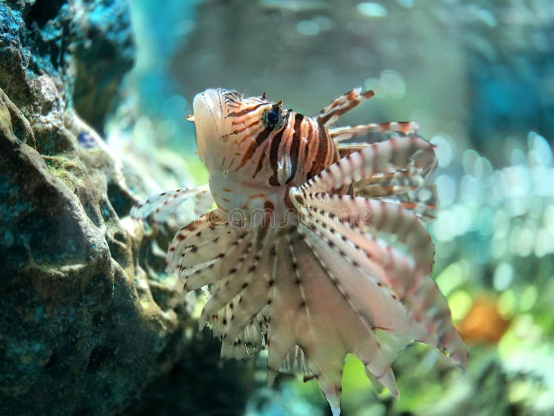 Thai lion fish in the aquarium stock image
