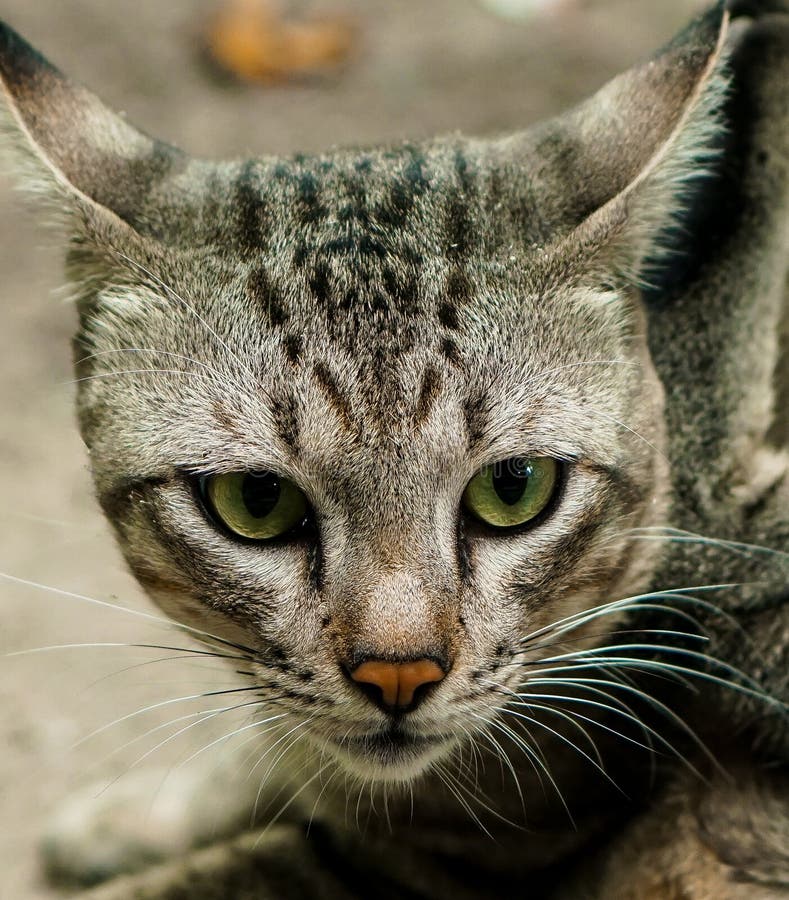 Thai local cat stock photo. Image of eyes, looking, cute 91433240