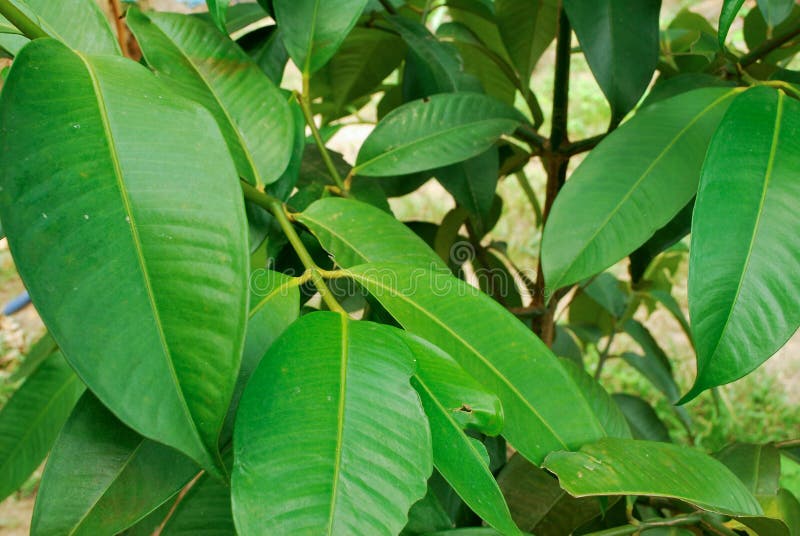 Mangosteen in the Agricultural Trade Market Stock Image Image of common, agricultural 45600361