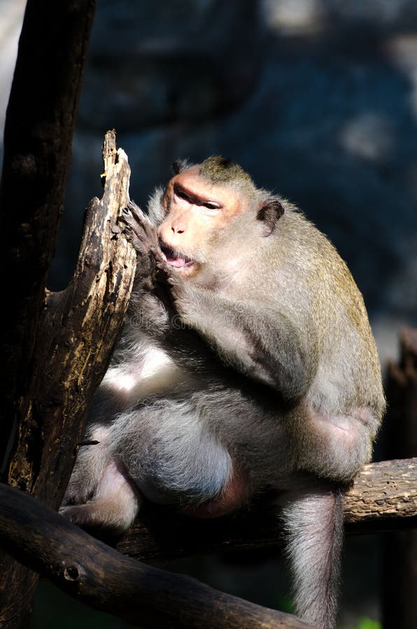 Thai monkeys stock photo. Image of chief, long, female 22617450