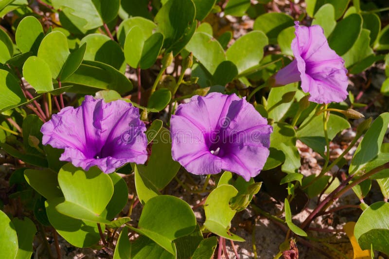 Thai Morning Glory or Ipomoea Aquatica Stock Image - Image of natural ...