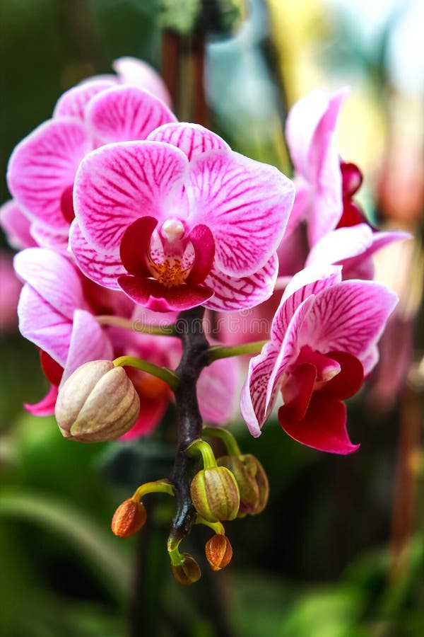 Thai orchid stock photo. Image of nature, orchid, natural 46621470