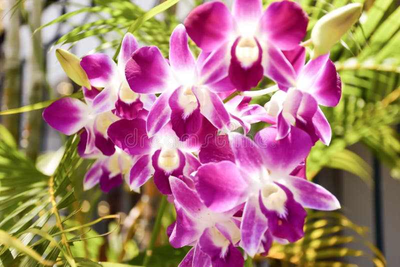 Thai orchids stock photo. Image of thai, blooming, plant - 97768280