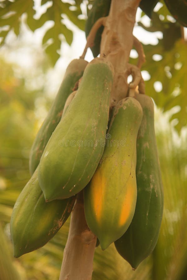 Thai papaya stock photo. Image of tropical, papaya, health 70158600