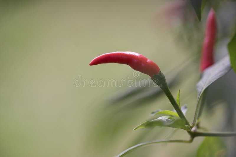 Thai Paprika on Tree with Green Leaf Stock Image Image of food, gardening 183811711