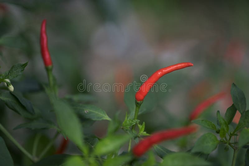 Thai Paprika on Tree with Green Leaf Stock Image Image of garden, fresh 183811725