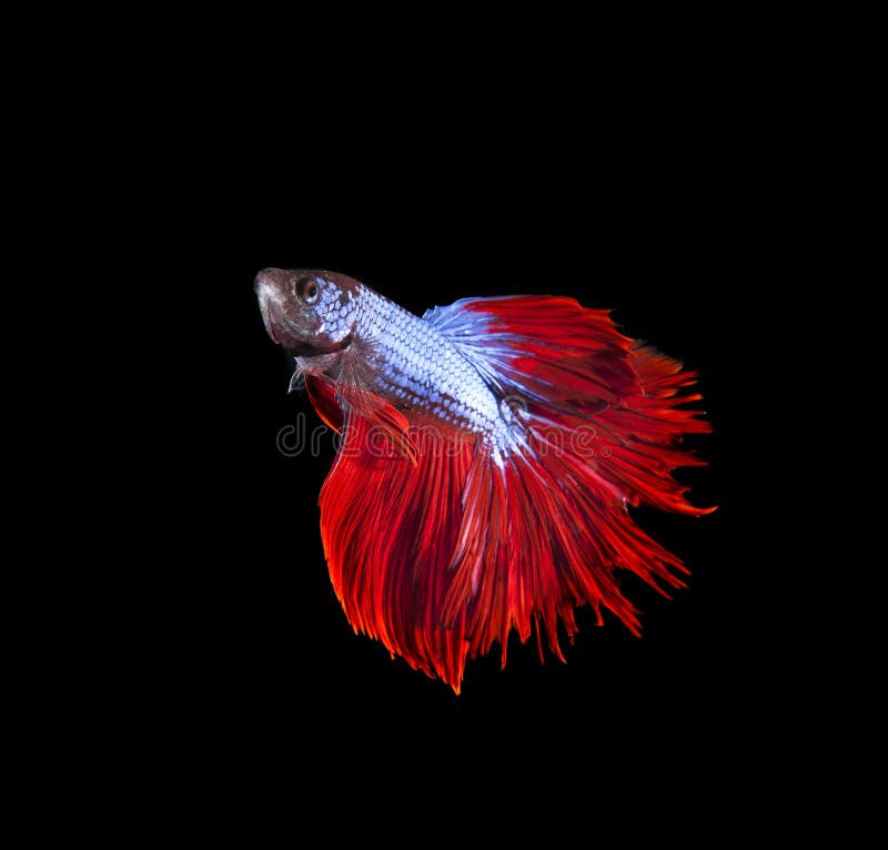 Thai Red Betta Fighting Fish Top Form Isolated Black Stock Photos