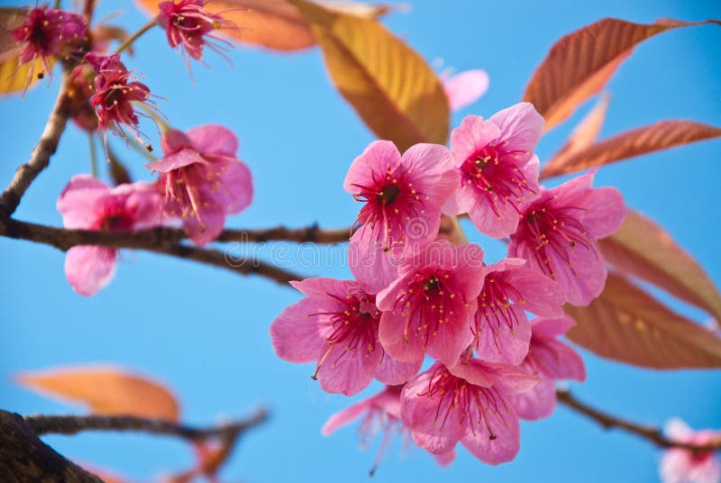 Thai Sakura.