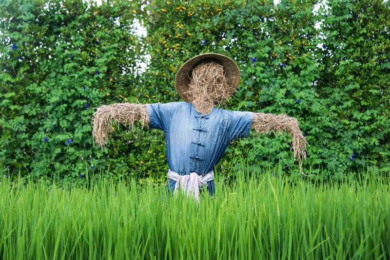 Thai scarecrow stock image. Image of straw, rural, fall - 20918427