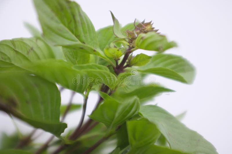 Thai Sweet Basil auf weißem Hintergrund Zutat Thaifood lizenzfreie stockbilder Thai Sweet Basil auf weißem Hintergrund Zutat Thaifood lizenzfreie stockbilder