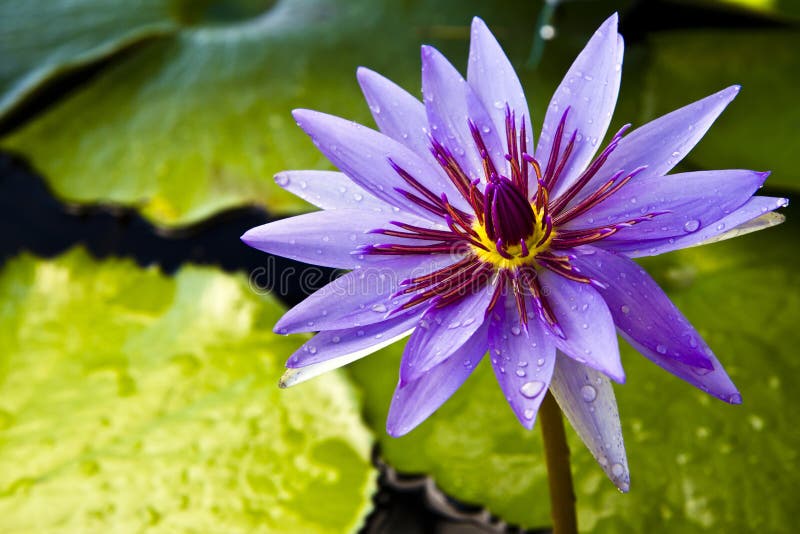 Thai violet lotus