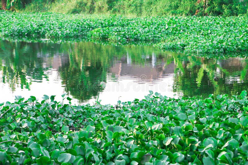 Thai water hyacinth stock photos Thai water hyacinth stock photos