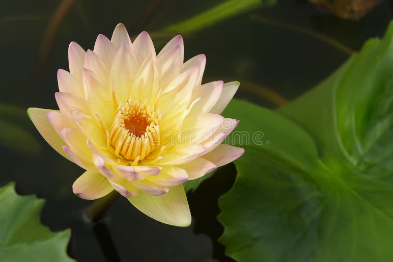 Thai water lilly. stock image. Image of pond, lily, botanical 56454015