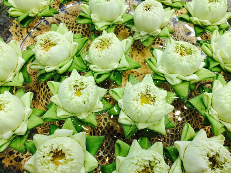 Thai white lotus flower stock image. Image of lotus, flower 43862343