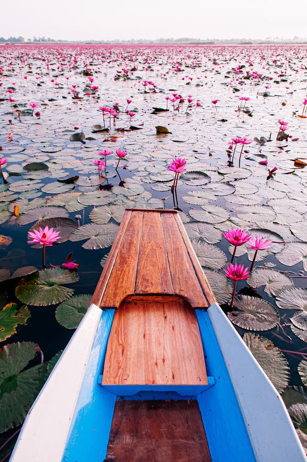 Thai Wooden Boat Bow Travel In Peaceful Nong Harn Red Lotus Lake