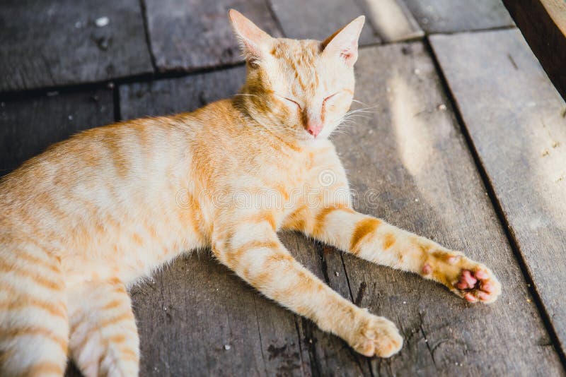 Thai yellow tiger pattern domestic breed royalty free stock images Thai yellow tiger pattern domestic breed royalty free stock images