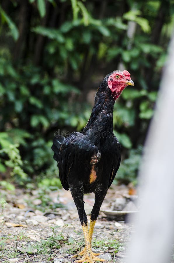 Thailandischer Huhnerkampfer Stockbild Bild Von Field Thailand 124036285