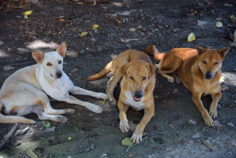 Thailändische Obdachlose Streunende Hunde Stockbild Bild von hunde