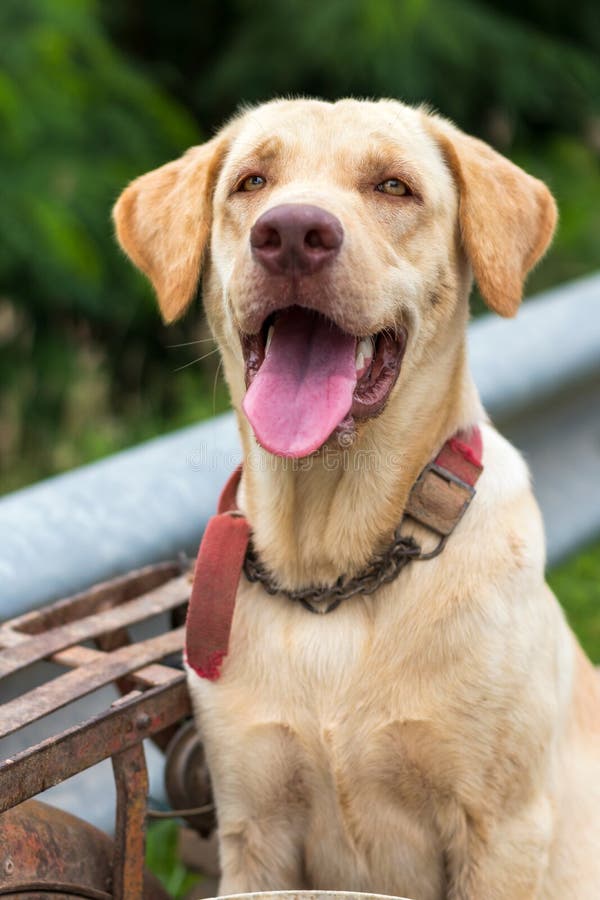 Thailändischer Hund, Cremefarbene Farbe, Zunge Raus, Hose Stockfoto