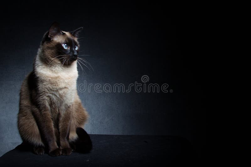 Thail?ndsk siamese katt royaltyfria bilder Thail?ndsk siamese katt royaltyfria bilder