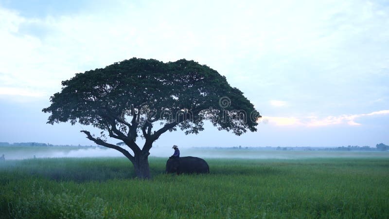 Thailand elephant moment en tree silhouette op green rice field