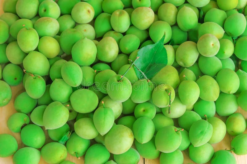 Plums Used for Making Umeshu or Plum Syrup Stock Photo Image of leaf