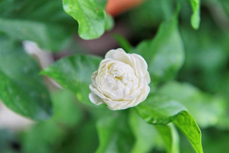 Thailand&rsquo;s jasmine. stock photo. Image of decor, background - 21226516