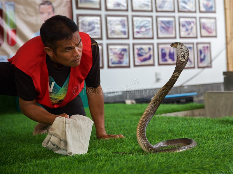 King Cobra Against Man at the Zoo Editorial Photo - Image of head, nature: 185171631 King Cobra Against Man at the Zoo Editorial Photo - Image of head, nature: 185171631