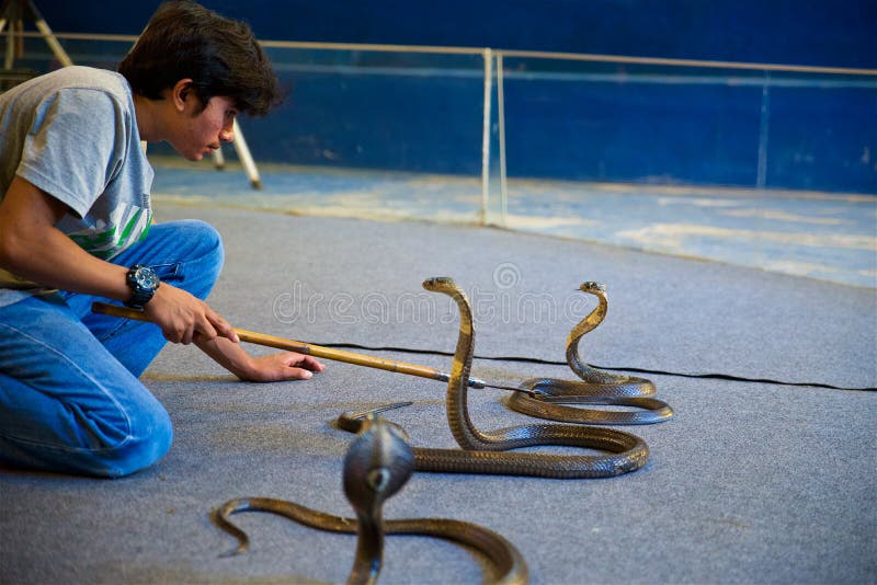 King Cobra Against Man at the Zoo Editorial Photography - Image of animal, reptile: 185175682 King Cobra Against Man at the Zoo Editorial Photography - Image of animal, reptile: 185175682