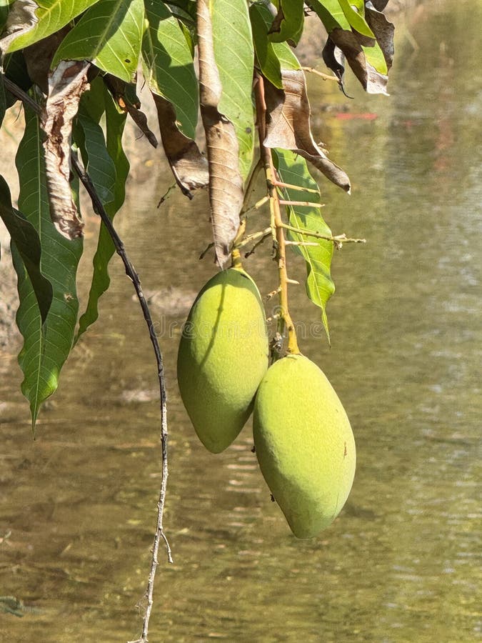 Thailand suphan buri mangoes royalty-vrije stock foto's