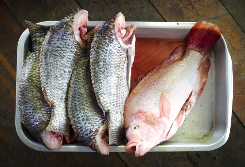 Thailand Tilapia fish stock image. Image of meat, delicious 35611631