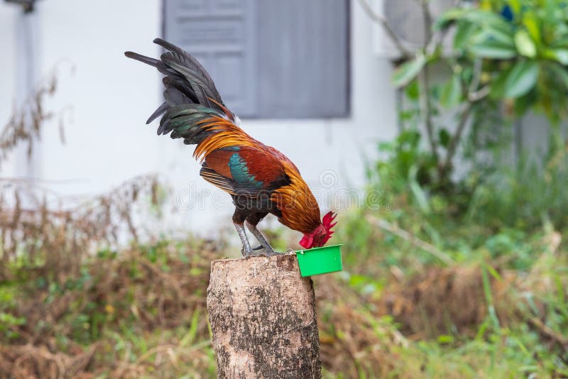 Thailändische Kampfhahnphantasie ist jung und schöne Farbhaare und rote Haube, ist Haustier für Show lizenzfreies stockbild Thailändische Kampfhahnphantasie ist jung und schöne Farbhaare und rote Haube, ist Haustier für Show lizenzfreies stockbild