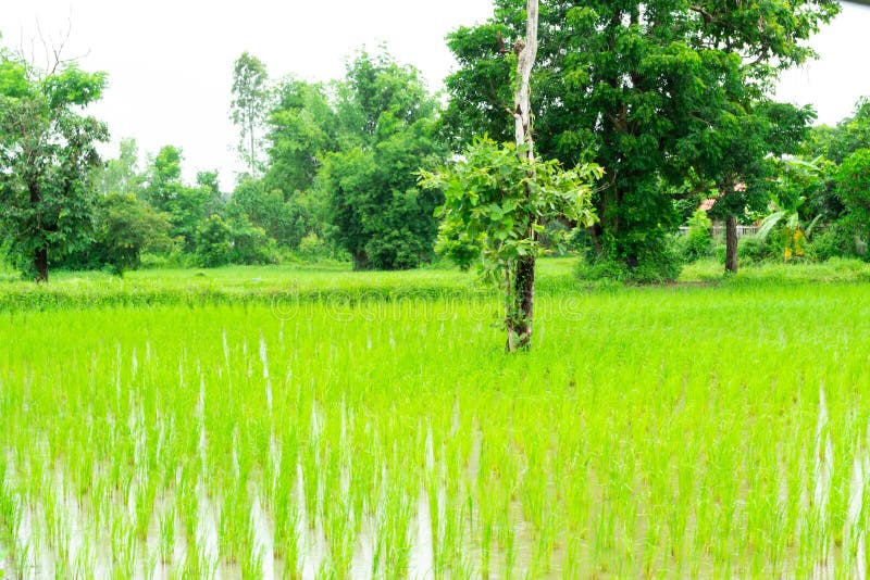 Thailändischer Bauernhof der Reispflanze stockfotos Thailändischer Bauernhof der Reispflanze stockfotos