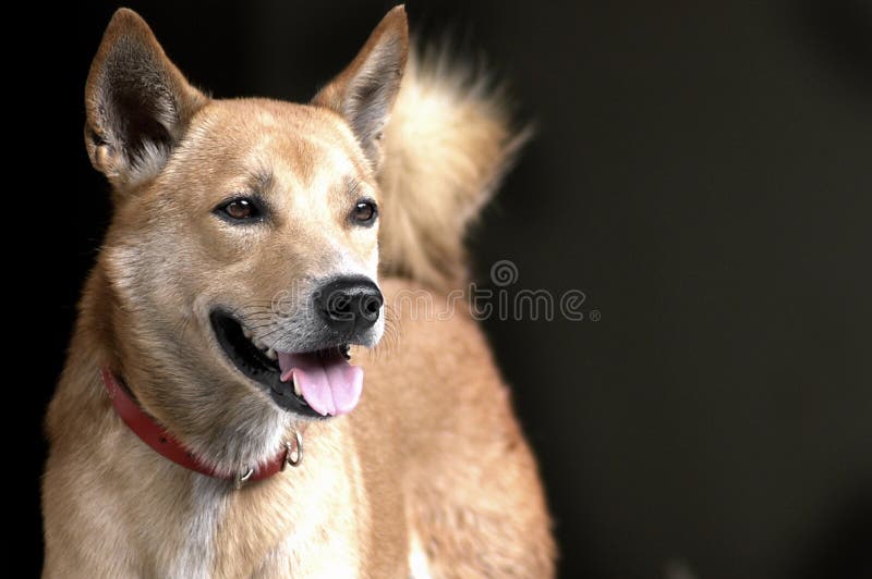 Thailändsk brun hund med den röda kragen royaltyfri foto Thailändsk brun hund med den röda kragen royaltyfri foto