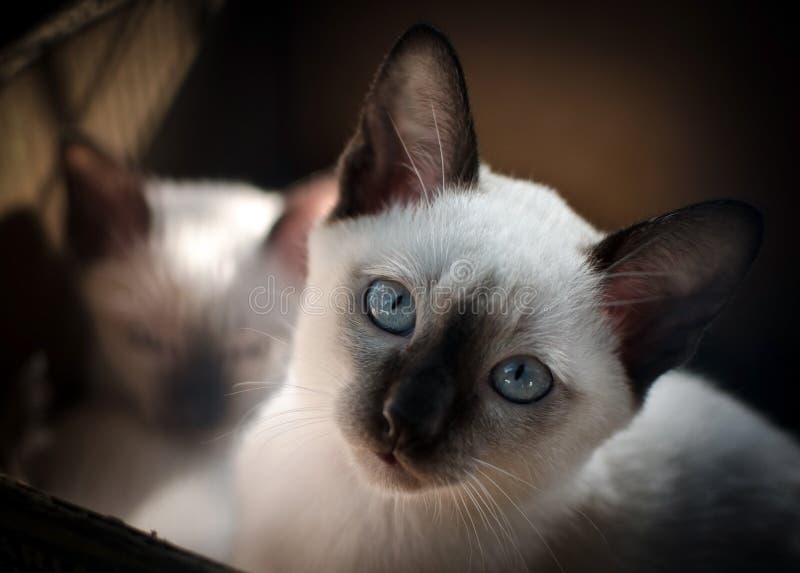 Thailändsk eller siamese katt arkivbild Thailändsk eller siamese katt arkivbild