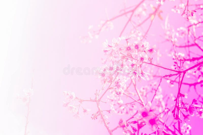 Thailändsk sakura blomma med mjuka rosa färger arkivbilder Thailändsk sakura blomma med mjuka rosa färger arkivbilder