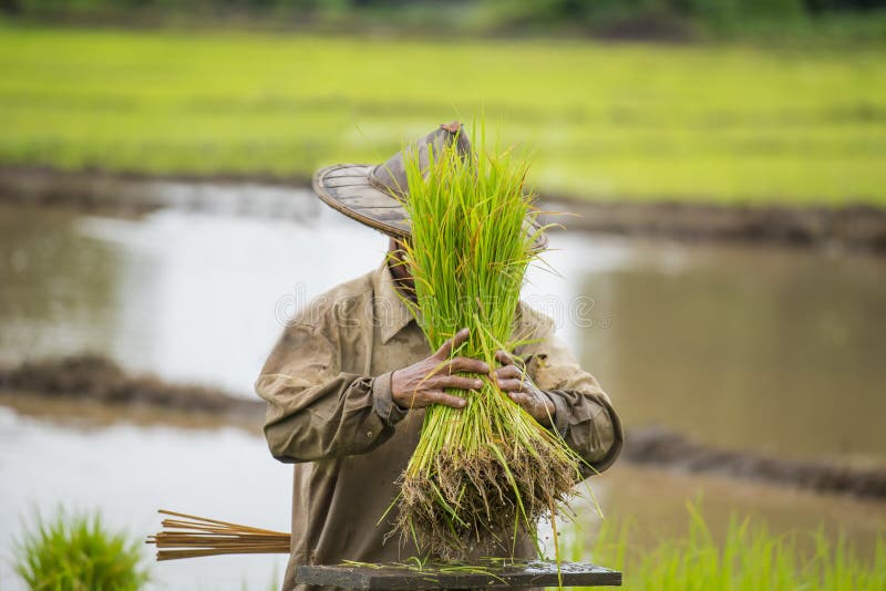 Thaise landbouwer die rijst in het landbouwbedrijf planten stock afbeeldingen Thaise landbouwer die rijst in het landbouwbedrijf planten stock afbeeldingen