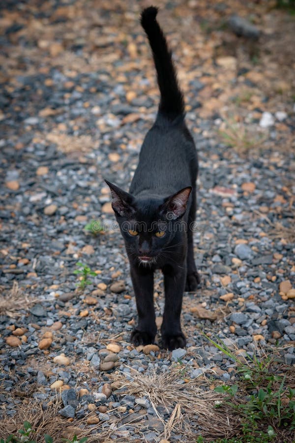 Thaise Zwarte Kat met Gele Ogen stock afbeeldingen Thaise Zwarte Kat met Gele Ogen stock afbeeldingen