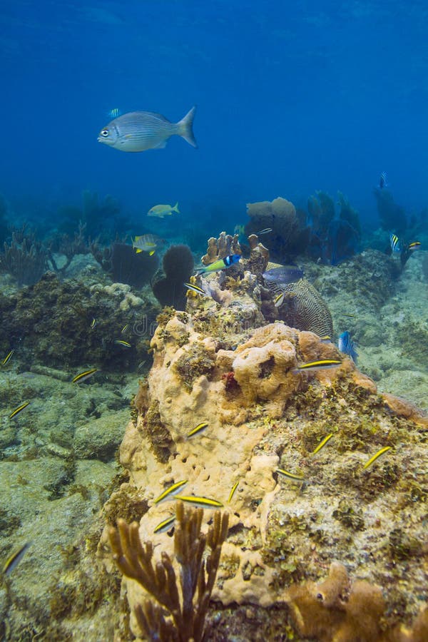 Thalassoma bifasciatum nursery, with multiple phase of the fish, from adult to juvenile. Thalassoma bifasciatum nursery, with multiple phase of the fish, from adult to juvenile