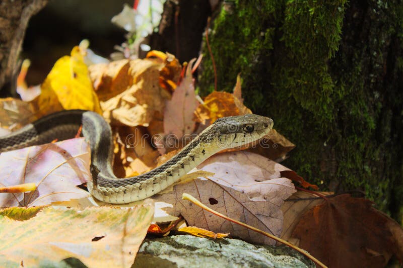 Thamnophis butleri